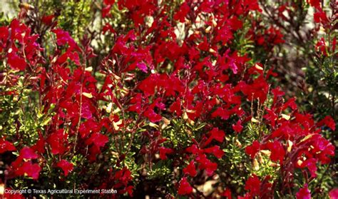 Texas Native Plants Database