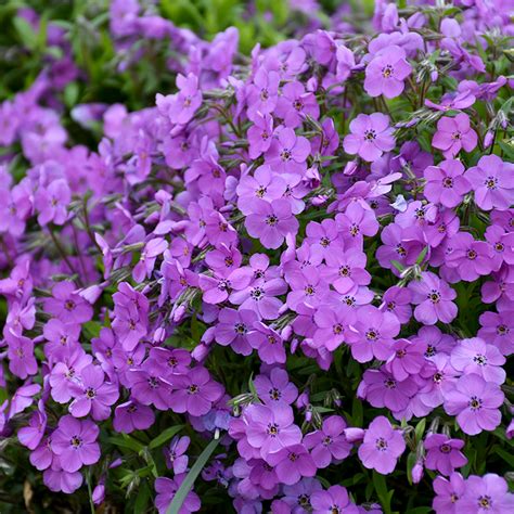 Sherwood Purple Creeping Phlox | Plant Addicts