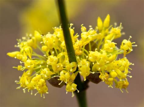 cornus-mas-flowers | Culham Research Group