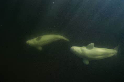 Beluga whales