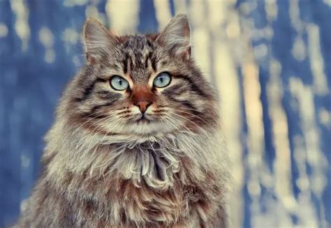 Siberian Cat • Purrfectcatbreeds