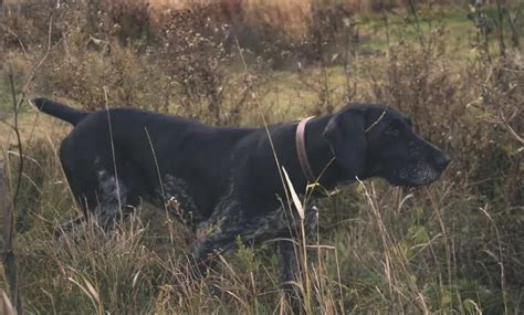 German Wirehaired Pointer - A Project Upland Bird Hunting Dogs Series