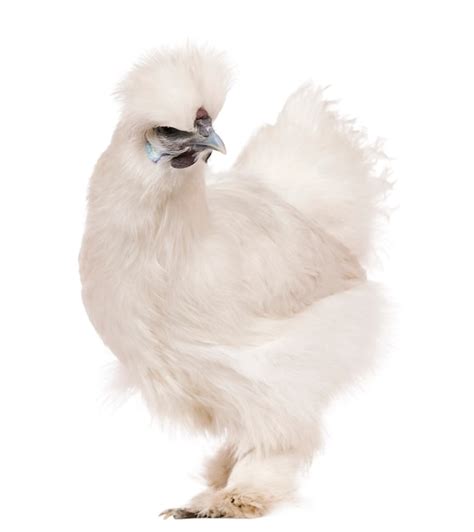 Premium Photo | White silkie chicken, standing