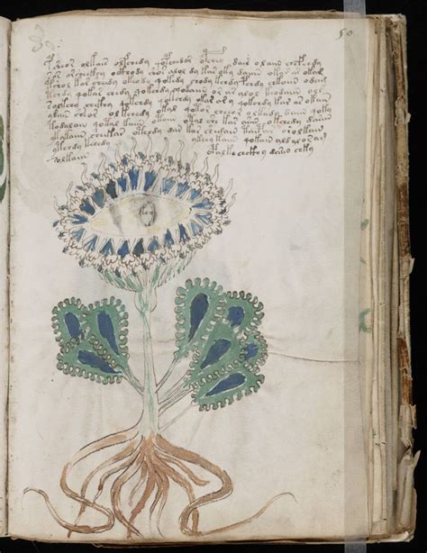 ヴォイニッチ手稿 | Voynich manuscript, Illustrated manuscript, Manuscript