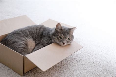 Cute Grey Tabby Cat in Cardboard Box on Floor Stock Photo - Image of ...