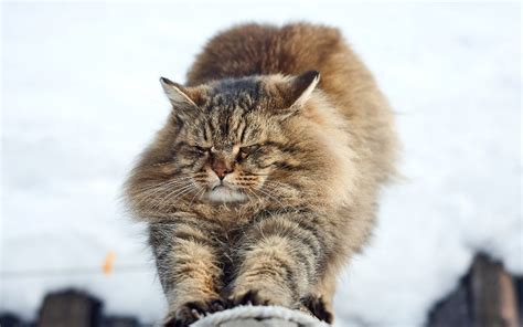 Siberian Cat Personality | 11 Adorable Traits