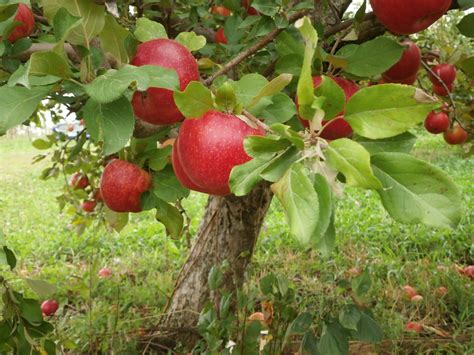 Irish Mountain Orchard: Apple Varieties