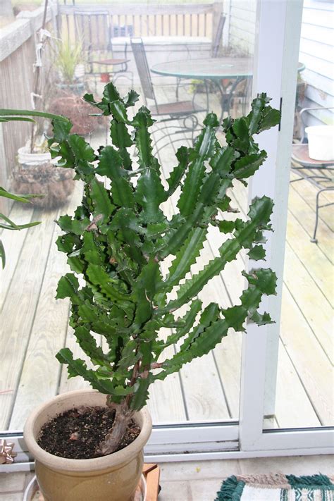 my candelabra cactus Green Thumb, Candelabra, Cactus, Succulents, Bloom ...