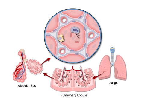 Lung Alveolus Structure - Lung Alveoli Anatomy | GetBodySmart