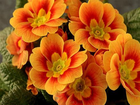 Orange Flowers wallpaper | 1024x768 | #863