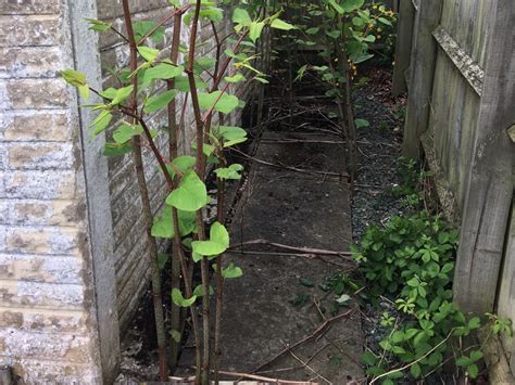 Japanese Knotweed Removal in Lincolnshire - Case Study