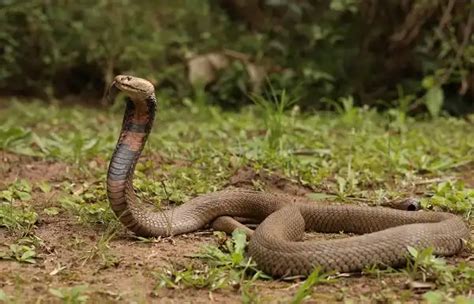 Spitting Cobra - Facts, Size, Diet, Pictures - All Animal Facts