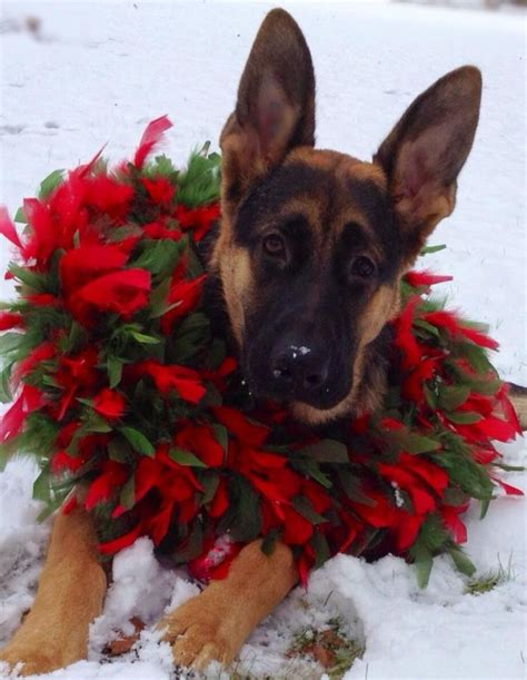 Christmas card-worthy? - German Shepherd Dog Forums | Dog christmas ...