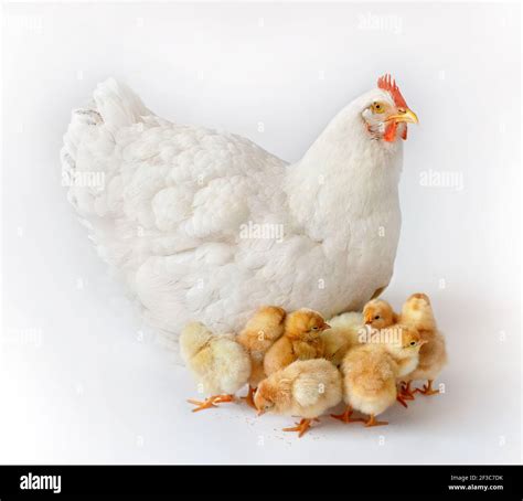 White hen on white background with her newborn chicken. Mother hen with ...