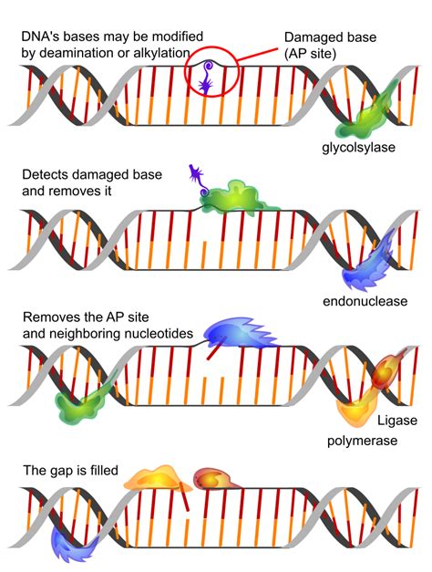 Mutation and DNA repair | Brilliant Math & Science Wiki