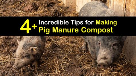 Composting Pig Poop - DIY Pig Manure Fertilizer