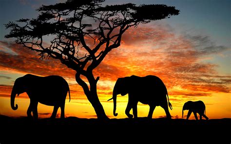 🔥 [50+] Elephant Screensavers and Wallpapers | WallpaperSafari