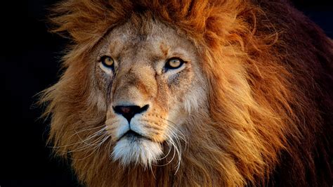 Closeup Of Bold Lion HD Lion Wallpapers | HD Wallpapers | ID #58444