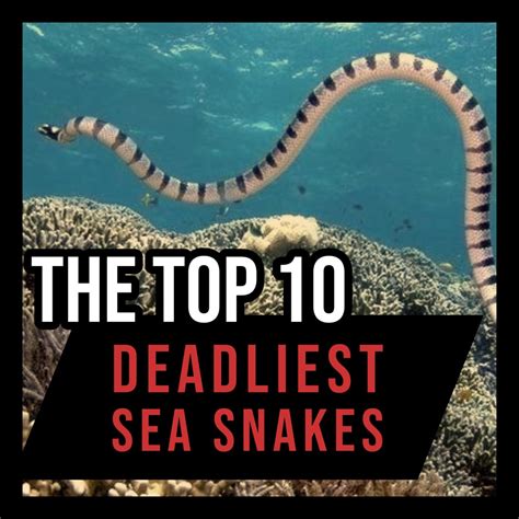 Most Venomous Sea Snake On Earth - The Earth Images Revimage.Org