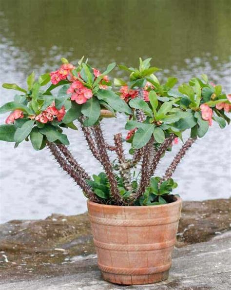 How To Grow and Care For Crown of Thorns Plant