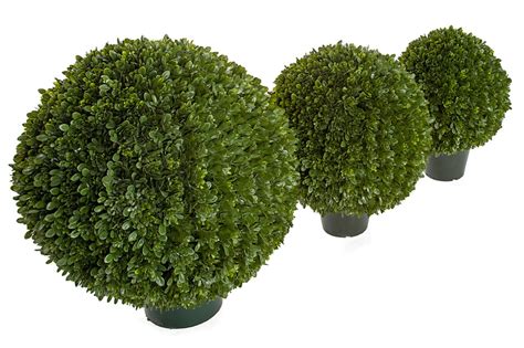 Earthflora > Outdoor Hedges > Potted Japanese Boxwood Ball Topiary ...