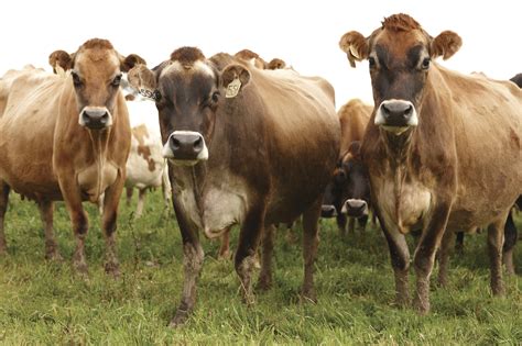 Herd of jersey cows | Discover Dairy