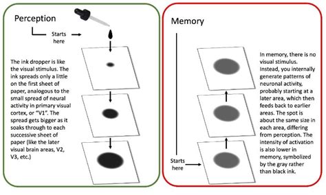 How the Brain Separates Perception From Memory - Neuroscience News