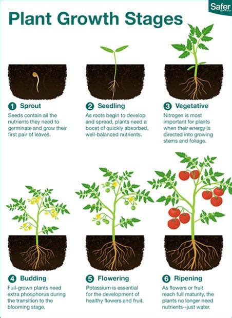 Learn The Six Plant Growth Stages