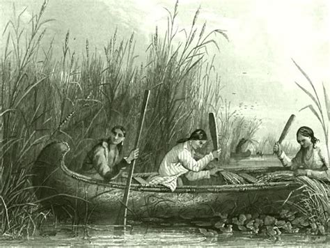 Wild_rice_harvesting_19th_century – Native American Netroots