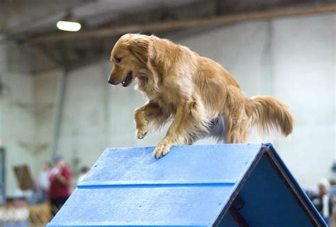 Golden Retriever Basic Training - Official Golden Retriever