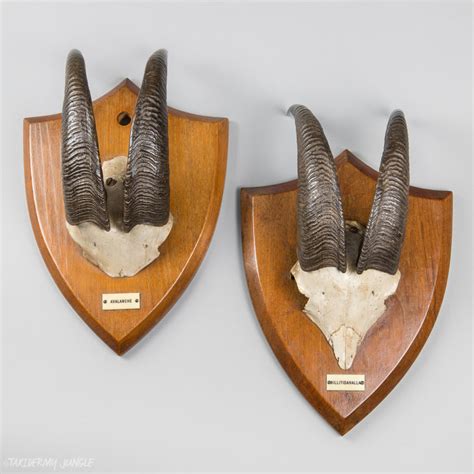 Taxidermy Nilgiri Tahr Horns by Van Ingen - Taxidermy Jungle