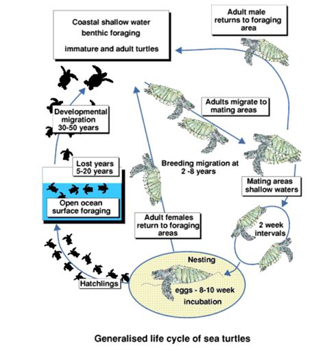 Turtle Life Cycle Diagram