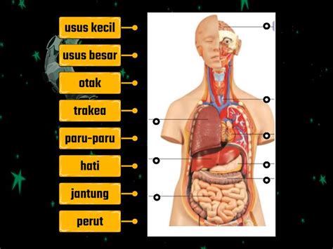 Kedudukan Organ dalam Sistem Tubuh Manusia - Gambar rajah berlabel