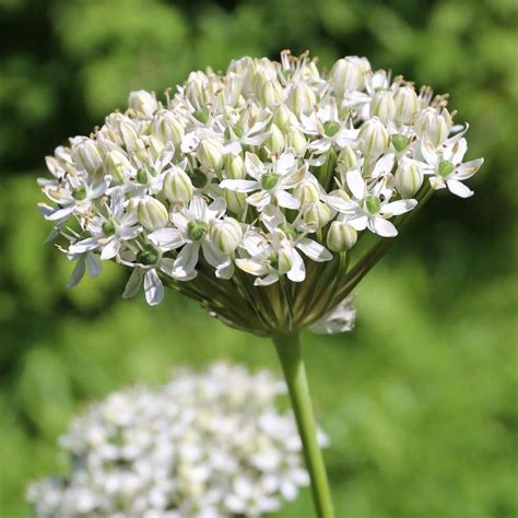 Allium Nigrum | Bulb flowers, Longfield gardens, Fall plants