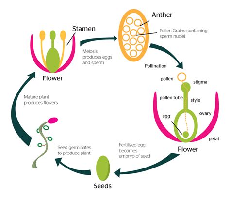 Plant Reproduction – Science