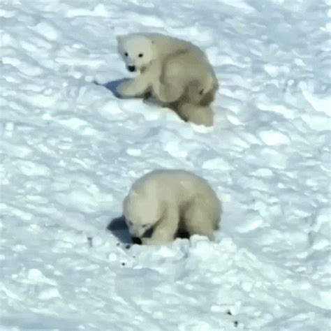 baby polar bears | Tag | PrimoGIF