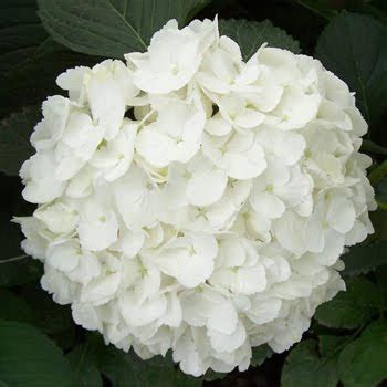 Wedding Flowers: White Hydrangeas