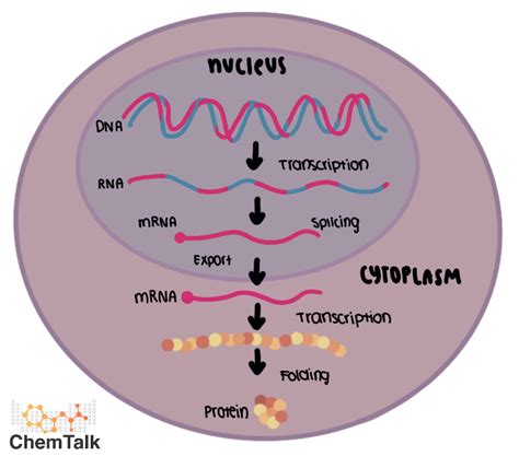 Gene Expression | ChemTalk