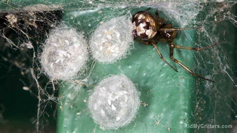 How to Get Rid of Spider Eggs (Before They Hatch!)