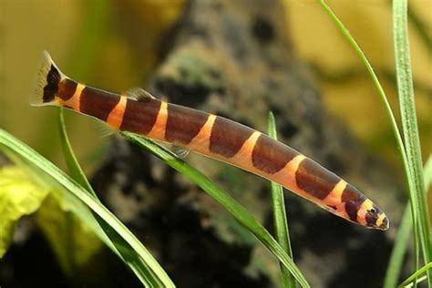 Kuhli Loach - Traits | Care | Food | Size | Tank | Lifespan | pH - SeaFish