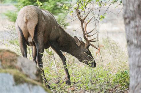 In focus: A big bull elk in Packwood snacks as the rut approaches | The ...