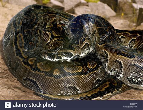 Python Sebae Stock Photos & Python Sebae Stock Images - Alamy