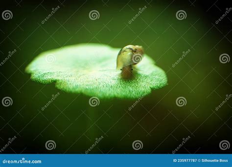 Physidae Snail, Bladder Snails, Family of Air Breathing Freshwater ...