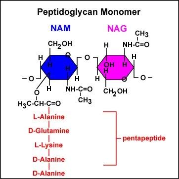 Peptidoglycan: Structure, Function • Microbe Online