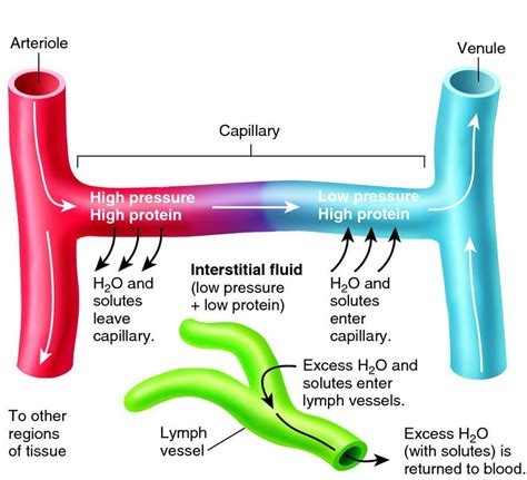 Schematic Diagram Of Formation Of Interstitial Fluid And Lym