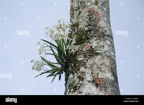 Epiphytes On Tree High Resolution Stock Photography and Images - Alamy