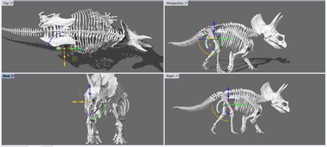 Animal dorsal view visuals. | The World of Animals