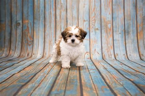 Shih Poo: Ultimate Pet Parent Care Guide and 7 Fun Facts | Perfect Dog ...