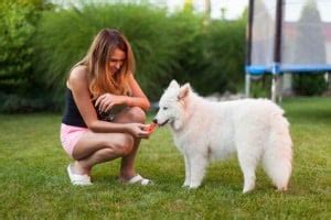 How to Get The Most From The Samoyed Temperament