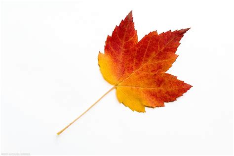 Maple Leaves in Full Fall Foliage Colors